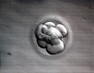 Mojo's Embryo 2